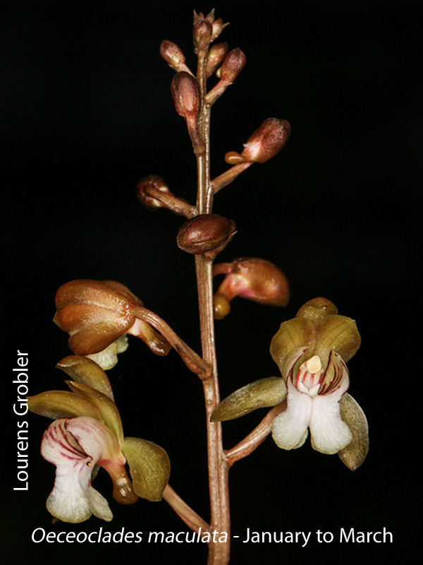 Oeceoclades maculata by Lourens Grobler 