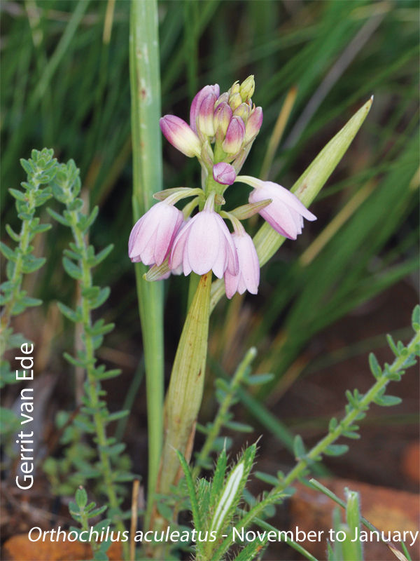 Orthochilus aculeatus by Gerrit van Ede