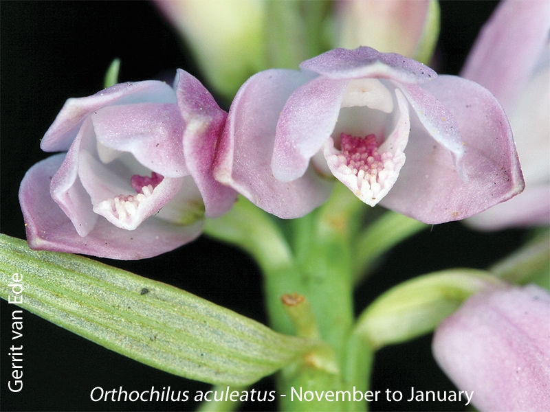 Orthochilus aculeatus by Gerrit van Ede