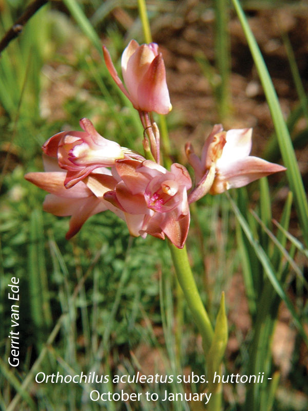 Orthochilus aculeatus subs huttonii by Gerrit van Ede