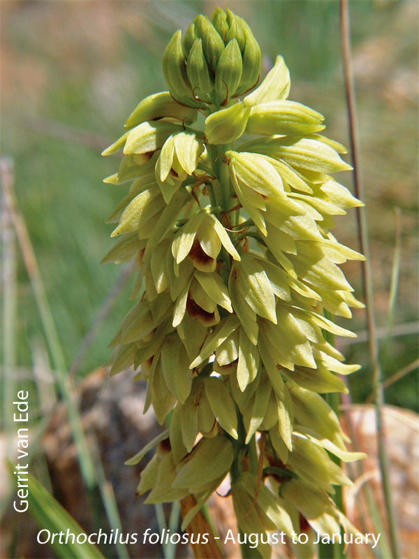Orthochilus foliosus by Gerrit van Ede 