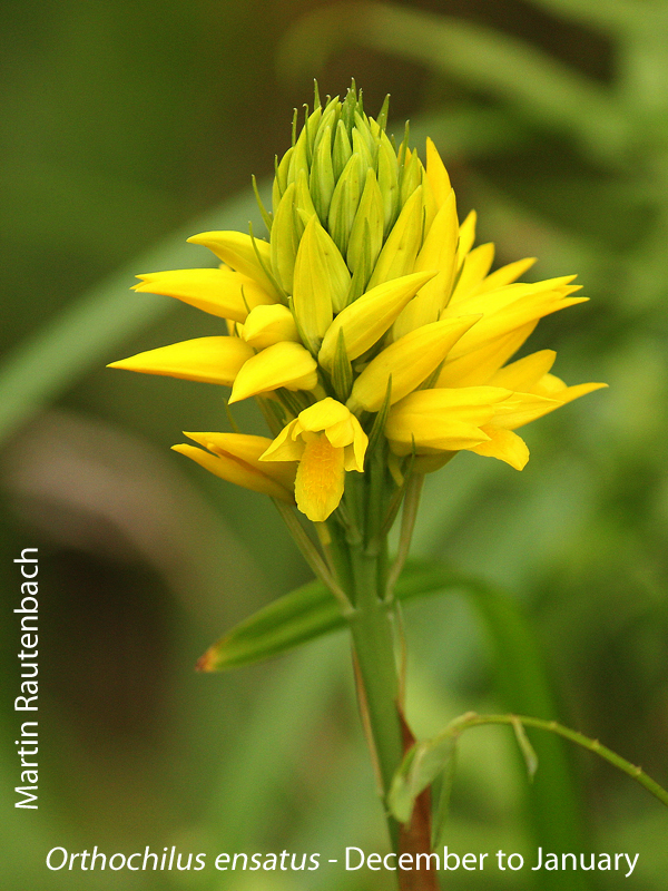 Orthochilus ensatus by Martin Rautenbach