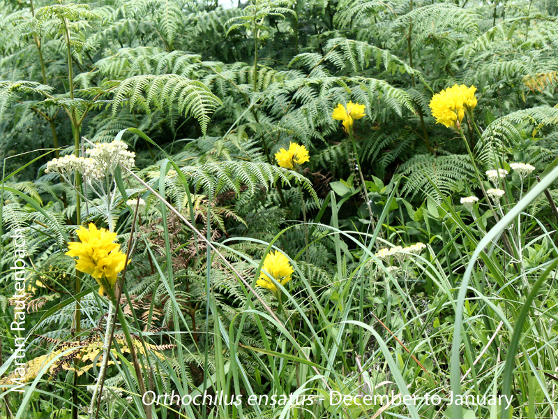 Orthochilus ensatus by Martin Rautenbach
