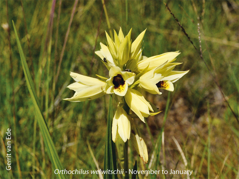 Orthochilus welwitschii by Gerrit van Ede