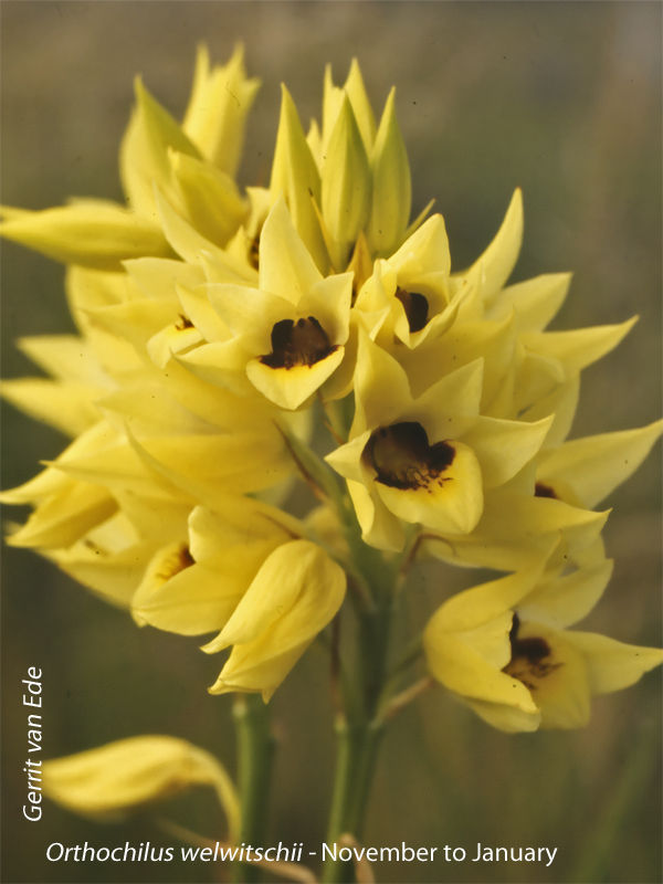 Orthochilus welwitschii by Gerrit van Ede