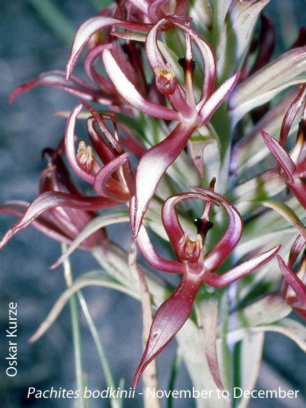 Pachites bodkinii by Oskar Kurze