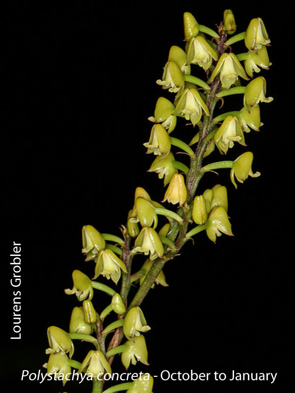 Polystachya concreta by Lourens Grobler