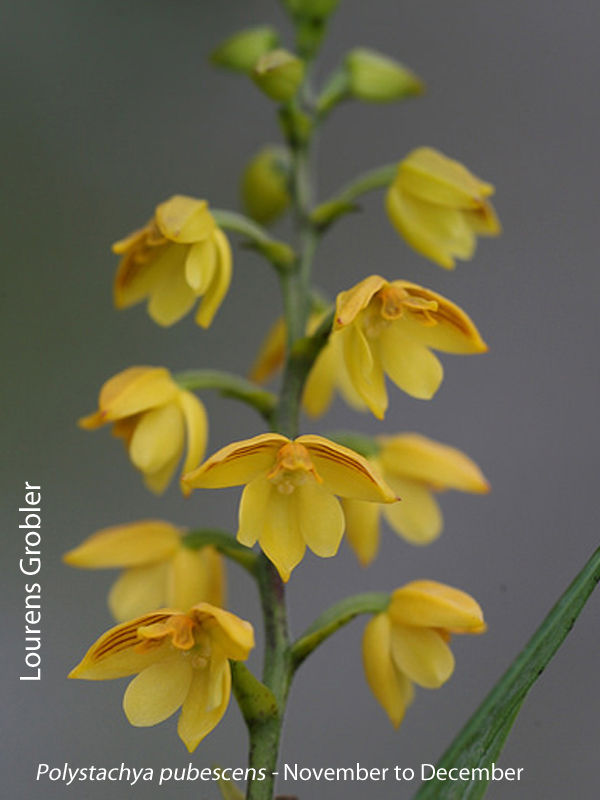 Polystachya pubescens by Lourens Grobler
