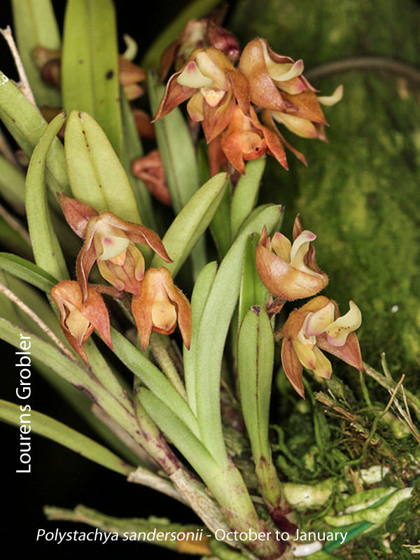 Polystachya sandersonii by Lourens Grobler