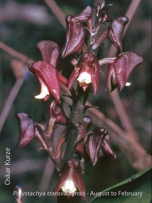 Polystachya transvaalensis by Oskar Kurze