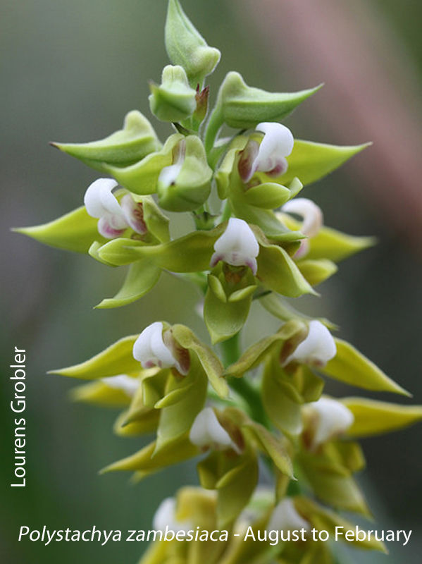 Polystachya zambesiaca by Lourens Grobler 