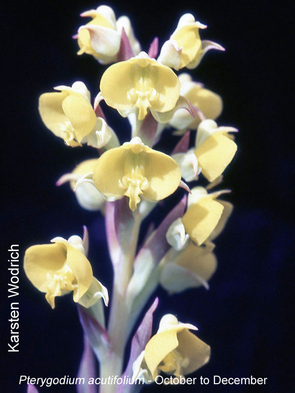 Pterygodium acutifolium by Karsten Wodrich