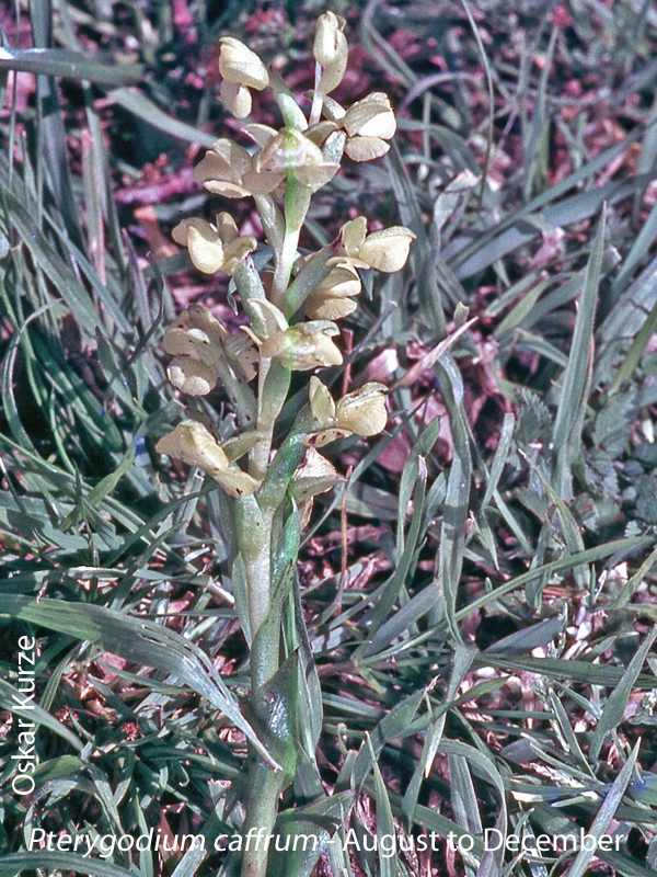 Pterygodium caffrum by Oskar Kurze