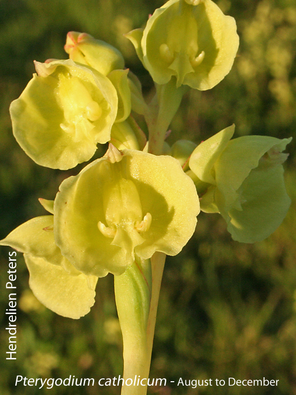 Pterygodium catholicum by Hendrelien Peters