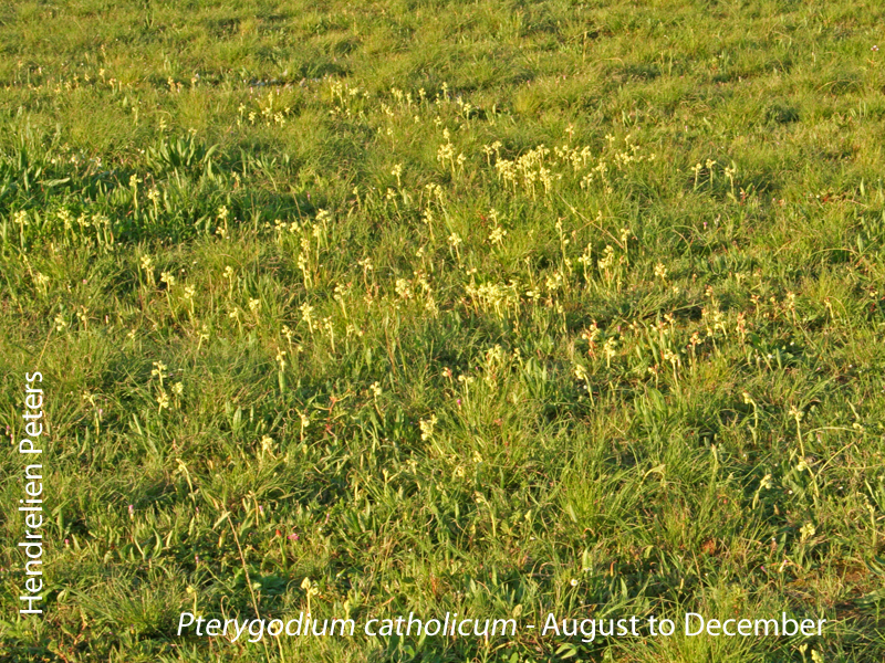 Pterygodium catholicum by Hendrelien Peters