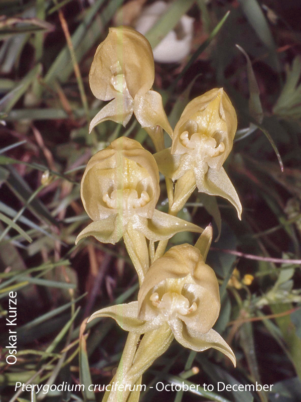 Pterygodium cruciferum by Oskar Kurze