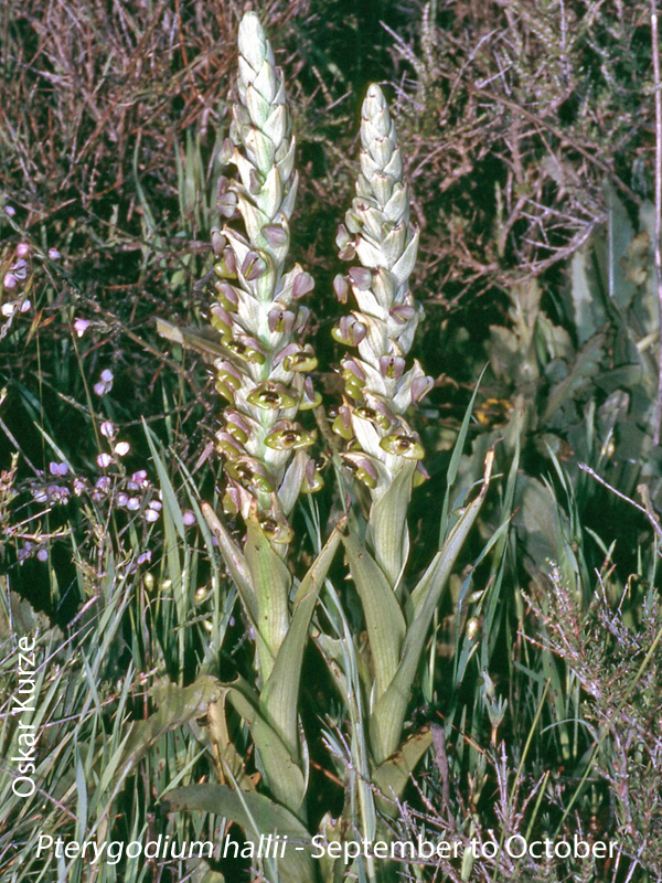 Pterygodium hallii by Oskar Kurze
