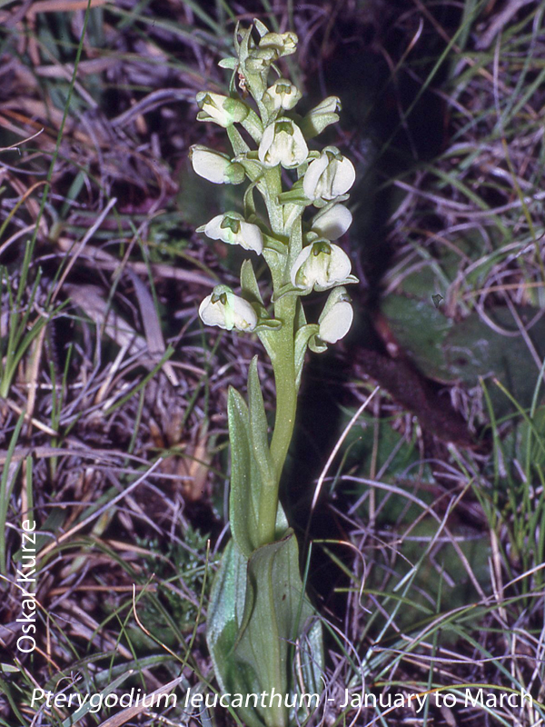 Pterygodium leucanthum by Oskar Kurze