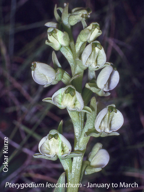 Pterygodium leucanthum by Oskar Kurze
