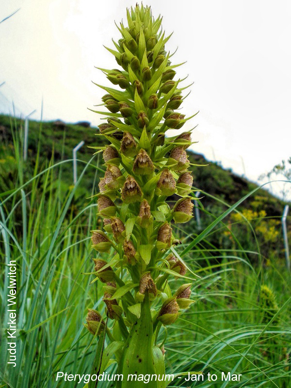Pterygodium magnum by Judd Kirkel Welwitch