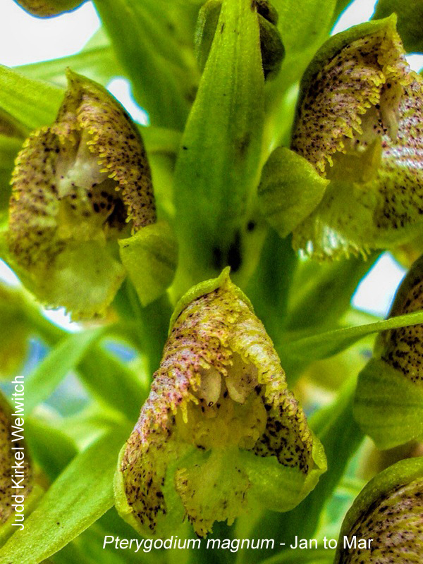 Pterygodium magnum by Judd Kirkel Welwitch