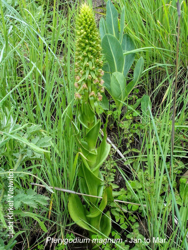 Pterygodium magnum by Judd Kirkel Welwitch