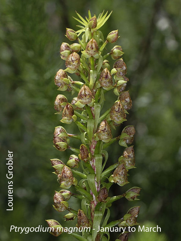Pterygodium magnum by Lourens Grobler