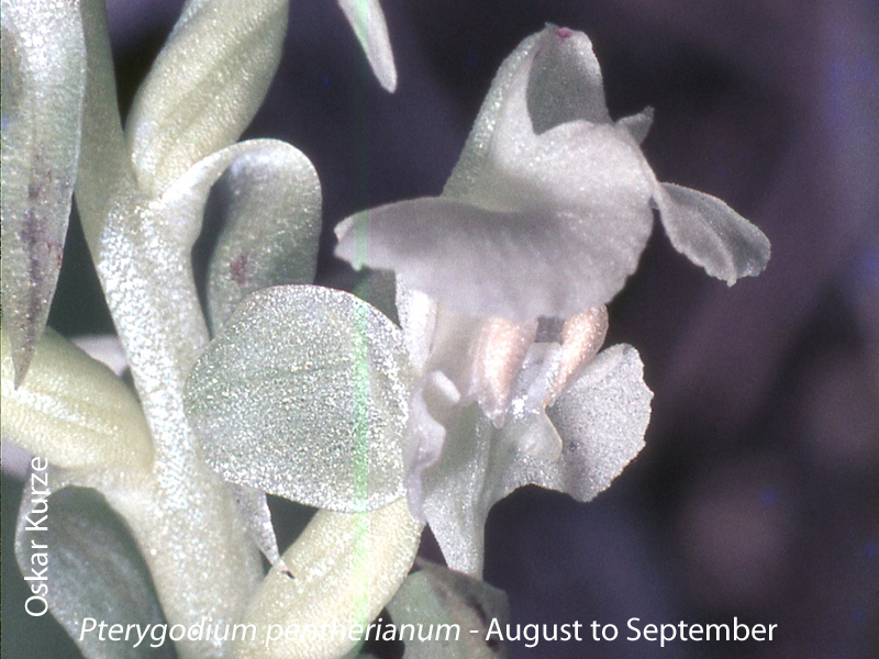 Pterygodium pentherianum by Oskar Kurze