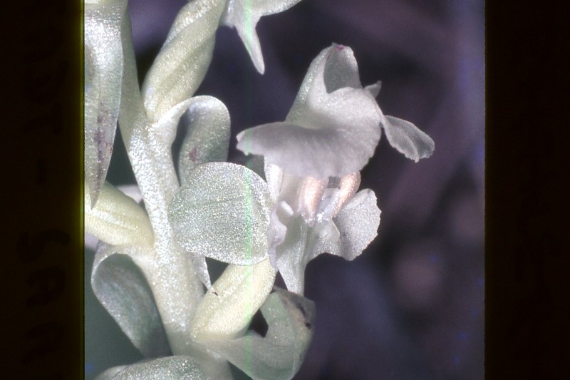 Pterygodium pentherianum by Oskar Kurze