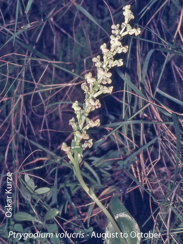 Pterygodium volucris by Oskar Kurze