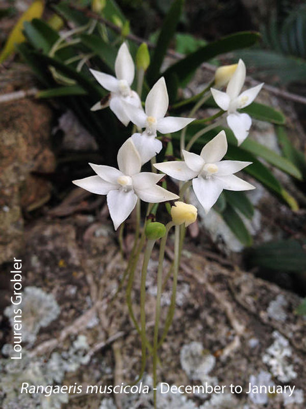 Rangaeris muscicola by Lourens Grobler