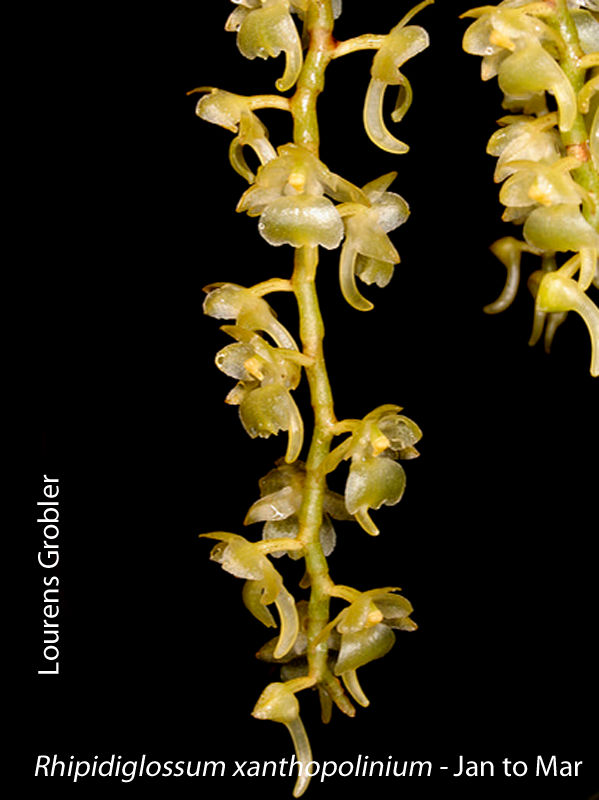 Rhipidiglossum xanthopolinium by Lourens Grobler