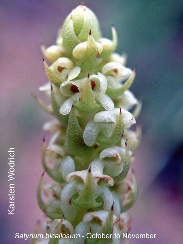 Satyrium bicallosum by Karsten Wodrich
