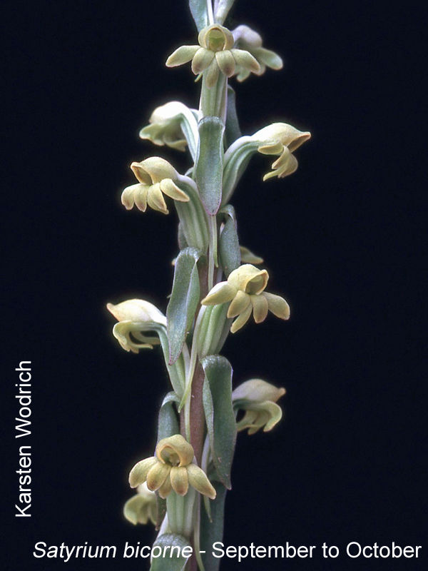 Satyrium bicorne by Karsten Wodrich