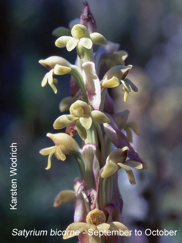 Satyrium bicorne by Karsten Wodrich