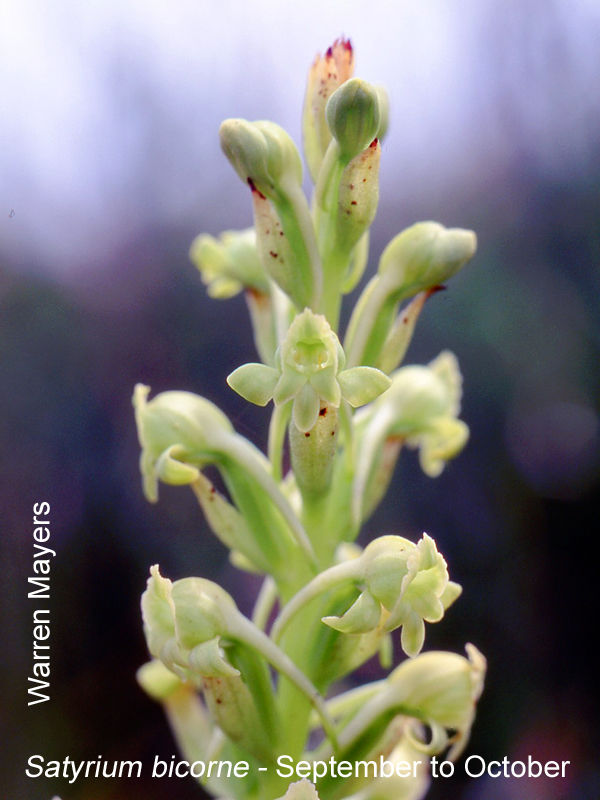 Satyrium bicorne by Warren Mayers
