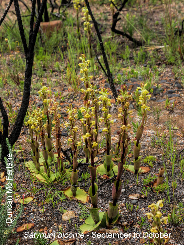 Satyrium bicorne Duncan McFarlane