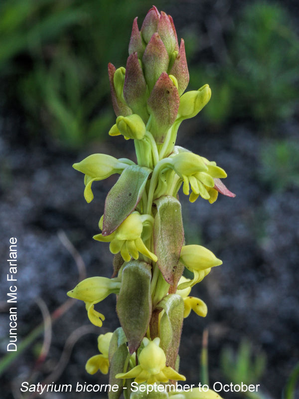 Satyrium bicorne Duncan McFarlane