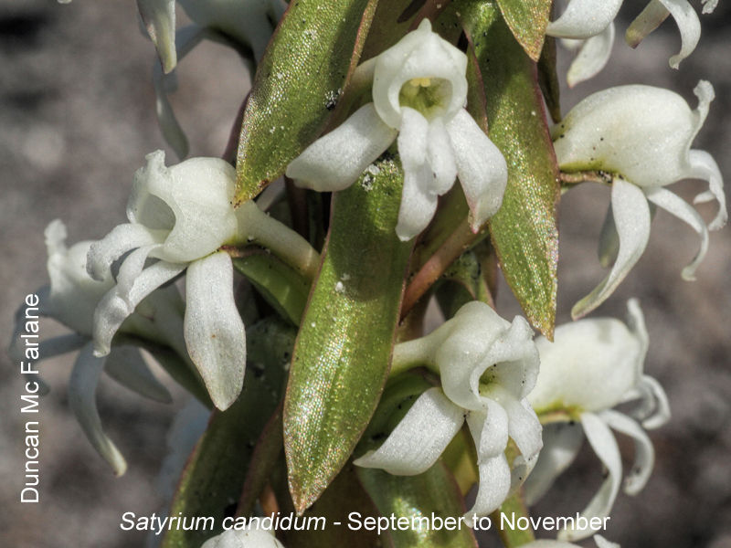 Satyrium candidum by Duncan McFarlane
