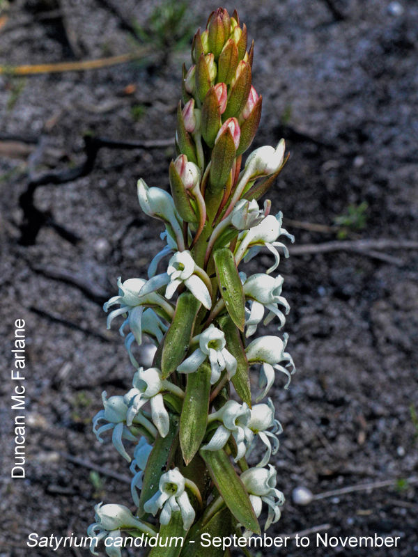 Satyrium candidum by Duncan McFarlane
