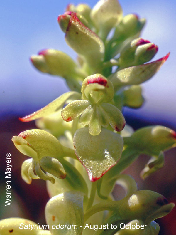 Satyrium carneum by Warren Mayers