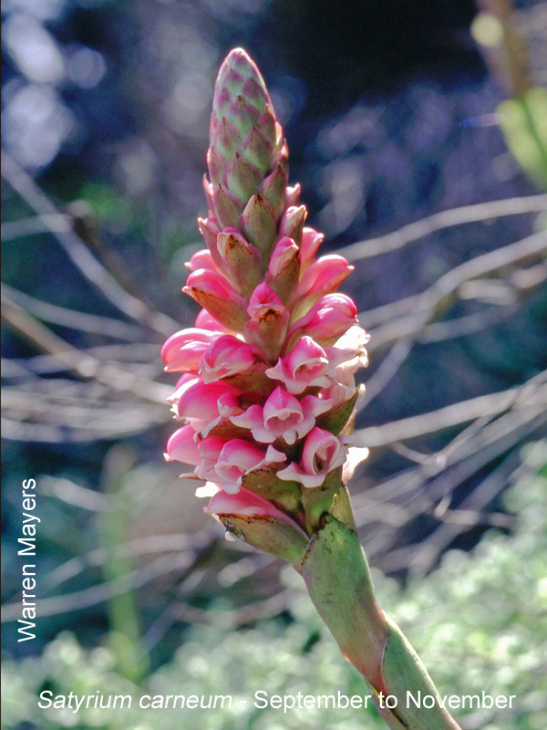 Satyrium carneum by Warren Mayers