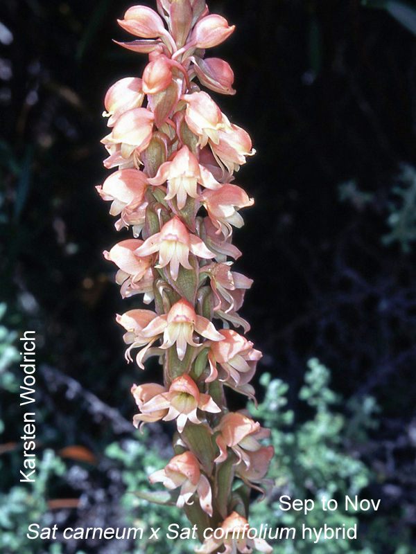 Satyrium carneum x Satyrium coriifolium Natural Hybrid by Karsten Wodrich