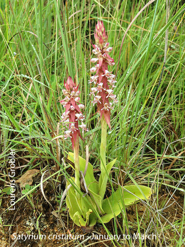 Satyrium cristatum by Lourens Grobler 
