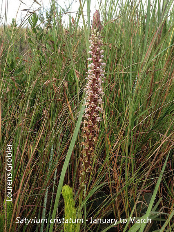 Satyrium cristatum by Lourens Grobler 