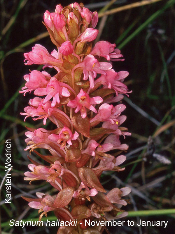 Satyrium hallackii ssp hallackii by Karsten Wodrich