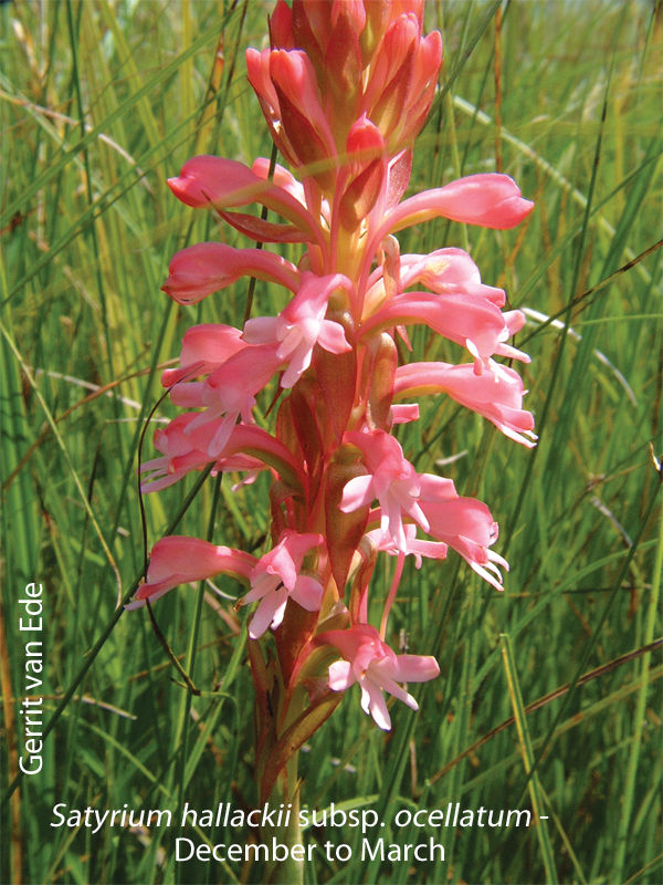 Satyrium hallackii subsp ocellatum by Gerrit van Ede