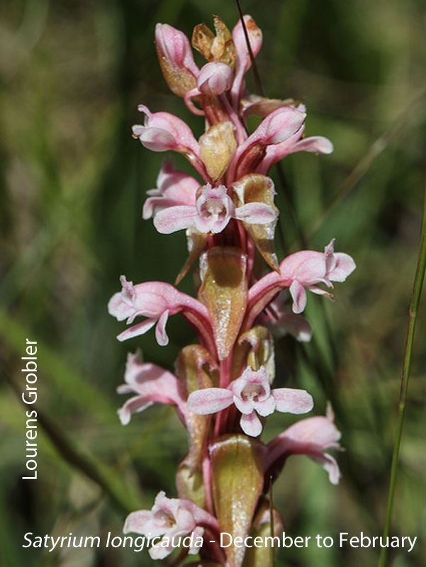 Satyrium longicauda by Lourens Grobler 
