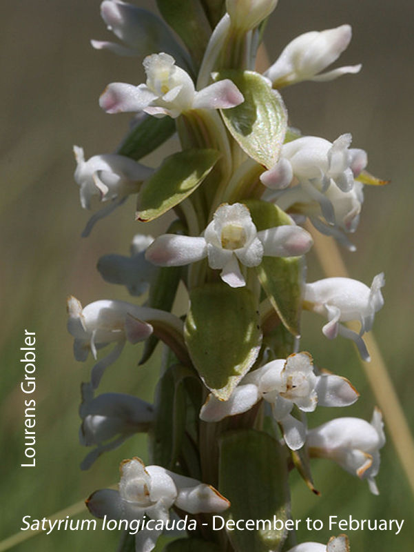 Satyrium longicauda by Lourens Grobler 