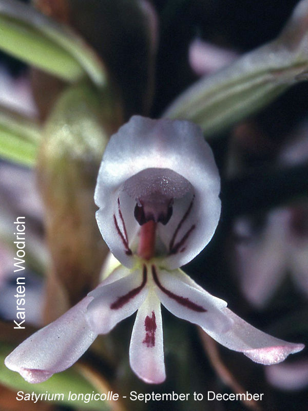 Satyrium longicolle by Karsten Wodrich